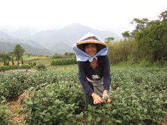 Linda_picking_tea 2